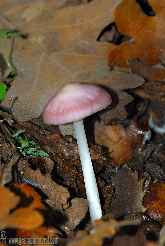 Mycena rosea. Setas de Granada.