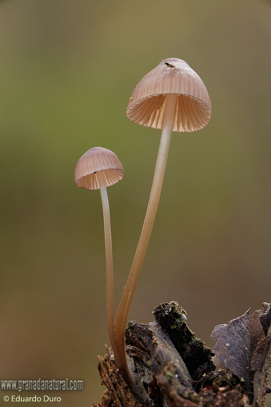 Mycena rubromarginata. Hongos de Granada