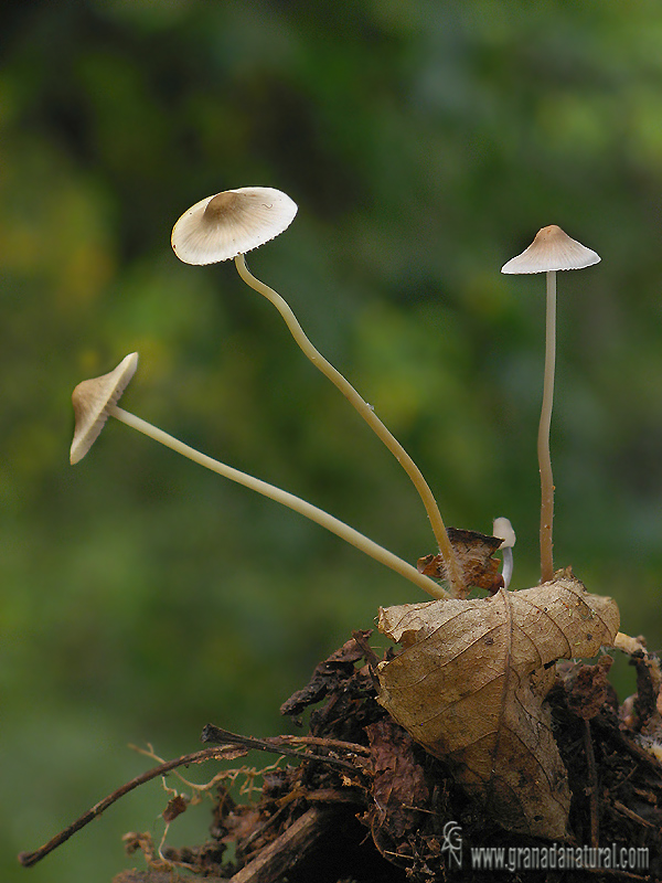 Mycena vitilis