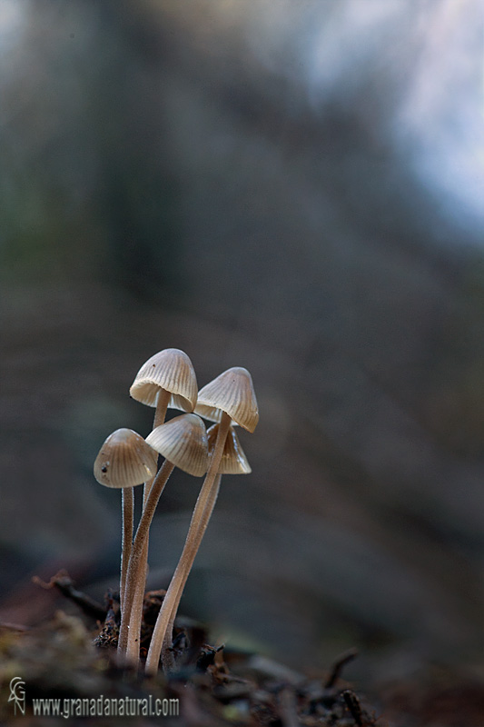 Mycena amicta (Fr.) Quéll.. Hongos de Granada