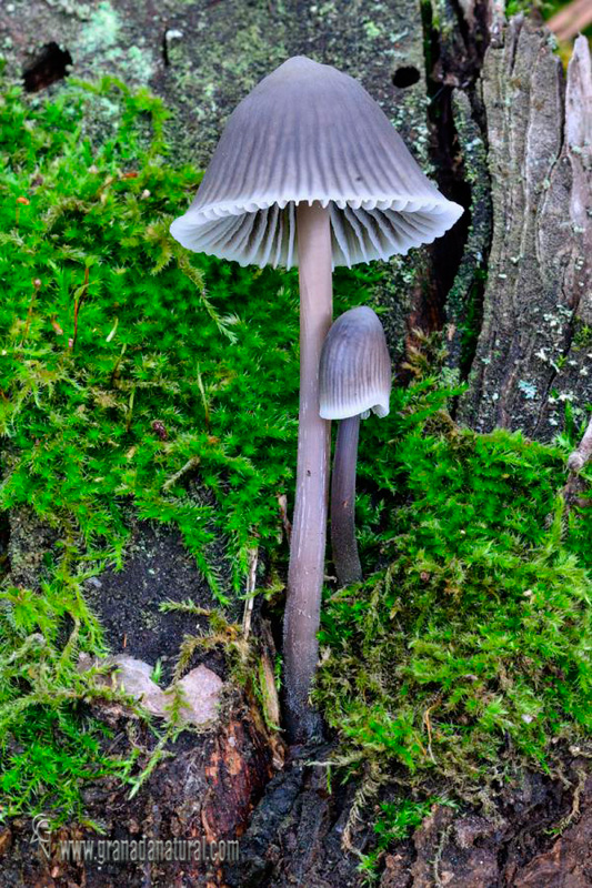 Mycena galopus var. nigra. Hongos de Granada