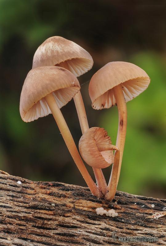 Mycena haematopus . Hongos de Granada