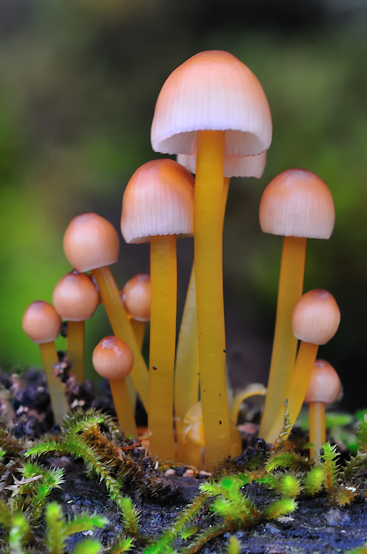 Mycena renati. Hongos de Andalucía