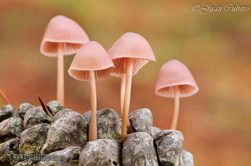 Mycena  seynesii Qul. Hongos de Granada