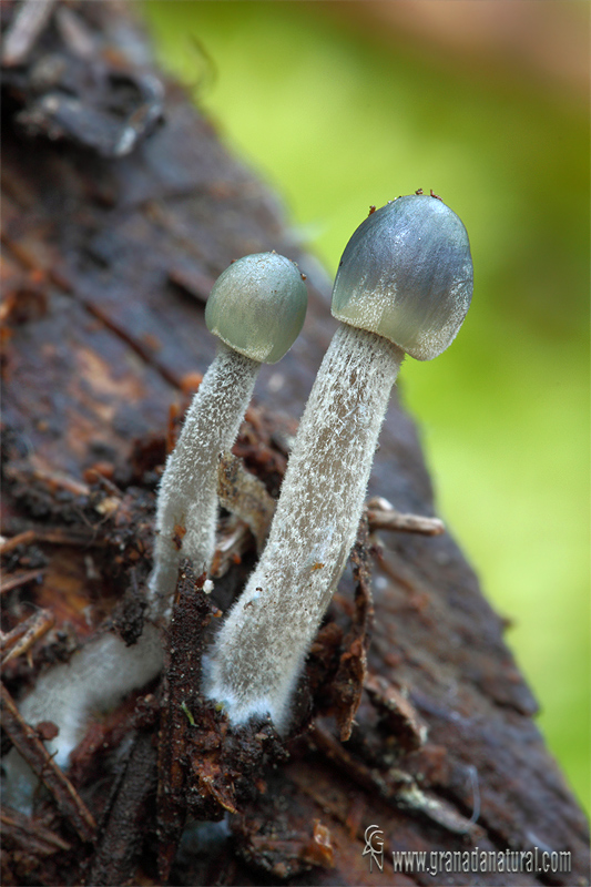 Mycena sp. Hongos de Granada