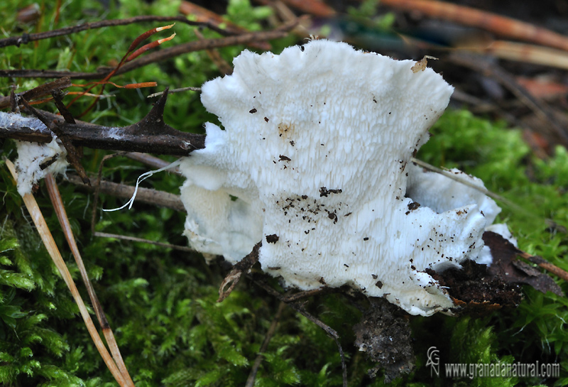 Postia stiptica . Hongos de Granada