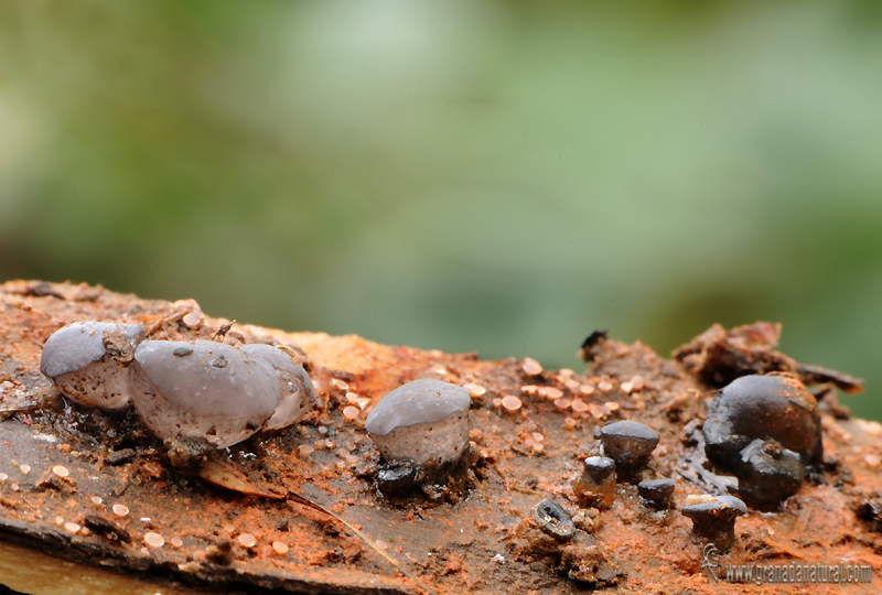 Ombrophila violacea (Hedw.) Fr. Ascomycetes de Granada