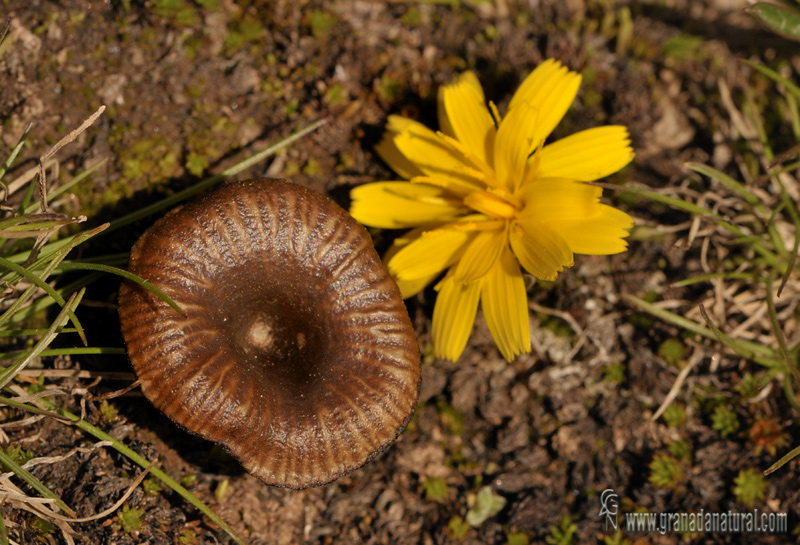 Omphalina obata.Hongos de Sierra Nevada