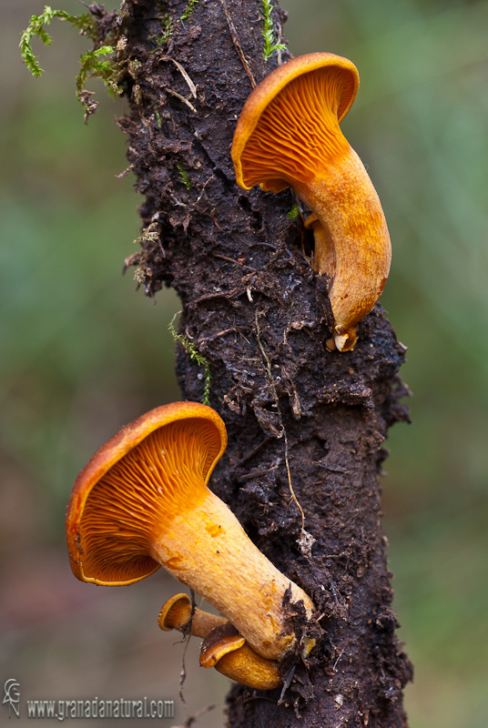 Omphalotus olearius (DC:Fr.) Fayod. Hongos de Granada