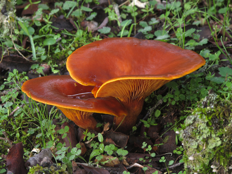 Omphalotus olearius (DC:Fr.) Fayod 2. Hongos de Granada