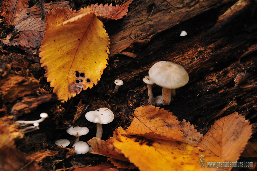 Ossicaulis lignatilis bajo olmos. Hongos de Granada