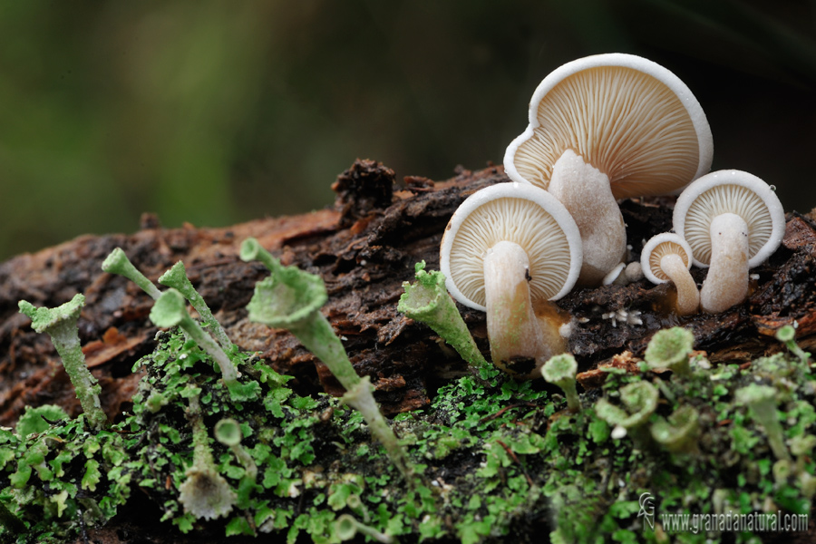 Ossicaulis lachnopus y Cladonia pyxidata.Hongos y lquenes de Granada