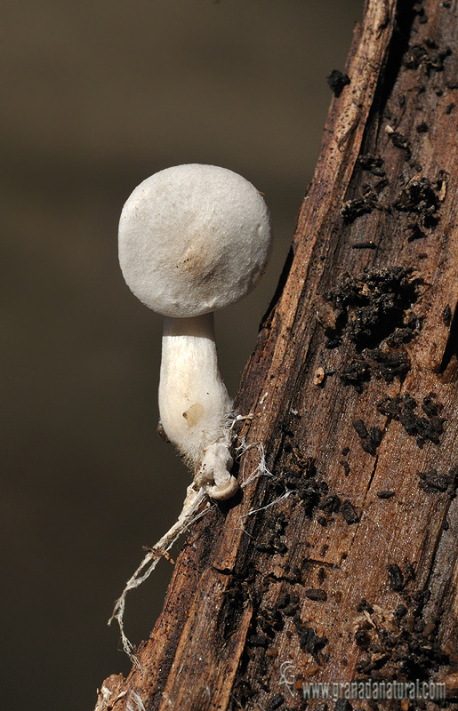 Ossicaulis lignatilis. Hongos de Granada