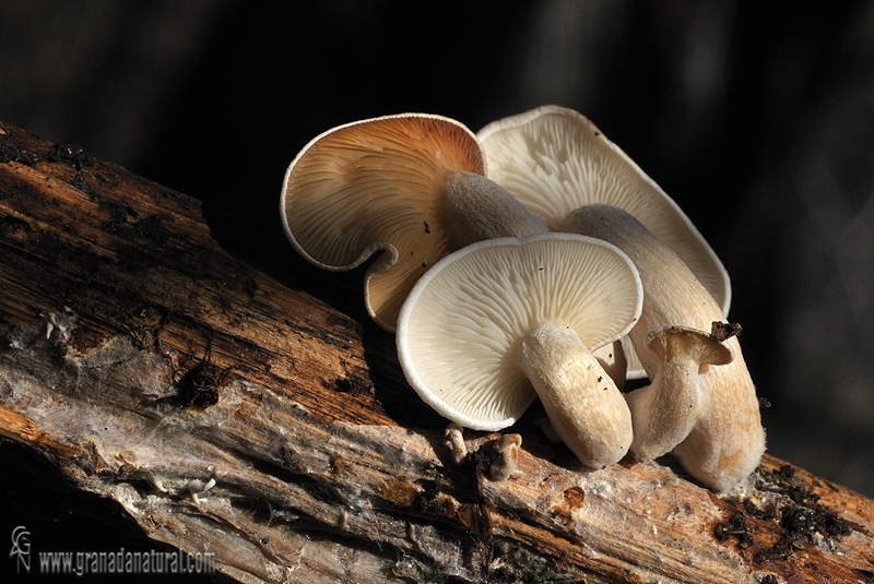 Ossicaulis lignatilis (Pers.: Fr.) Redthead & Ginns.. Hongos de Granada