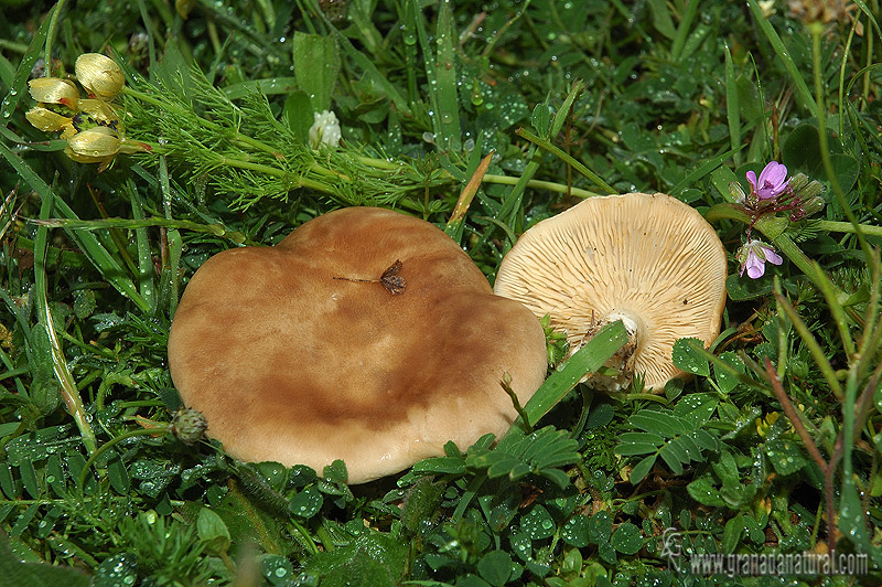 Pleurotus eryngii. Setas de Granada