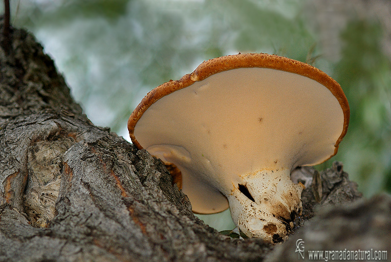 Polyporus squamosus ( Ecología)