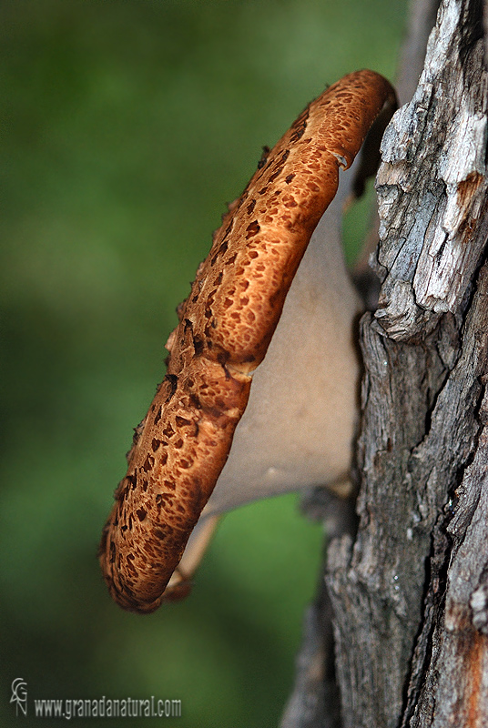 Polyporus squamosus ( carpoforo). Setas de Granada