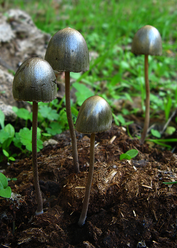 Panaeolus sphinctrinus. Hongos de Granada