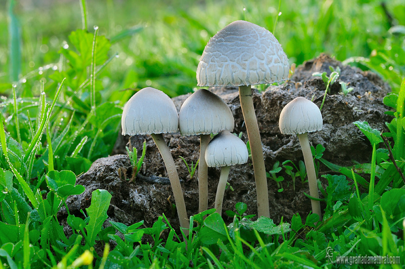 Panaeolus semiovatus( Sow.: Fr) Lund. & Nannf. Hongos de Granada