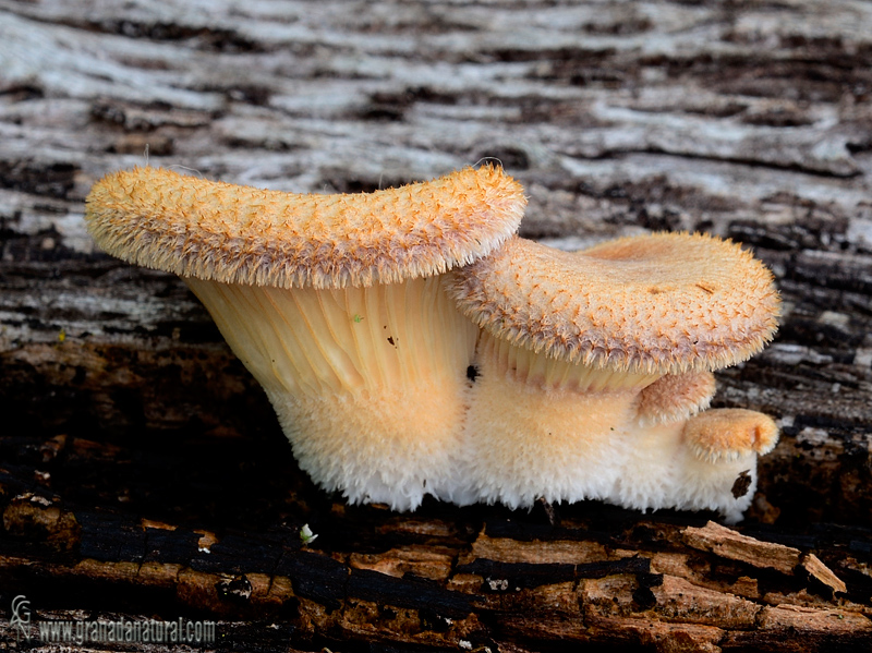 Panus neostrigosus. Hongos de Granada