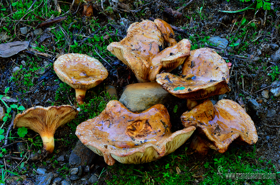 Paxillus filamentosus (Scop.) Fr.,.Hongos de Granada