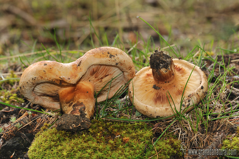 Paxillus involutus himenio y pi. Hongos de Granada