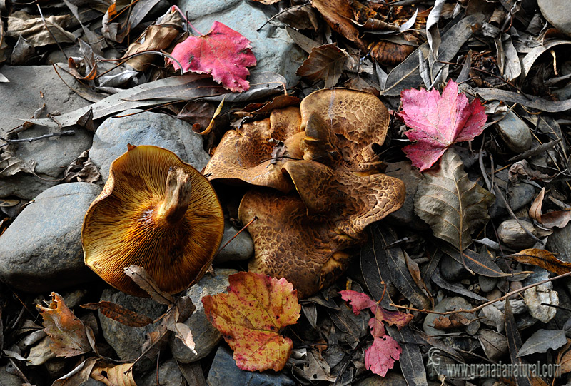 Paxillus filamentosus. Setas de Granada.