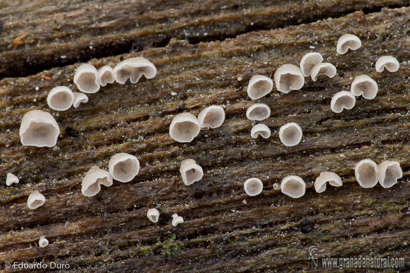 Pellidiscus pallidus grupo . Hongos de Granada