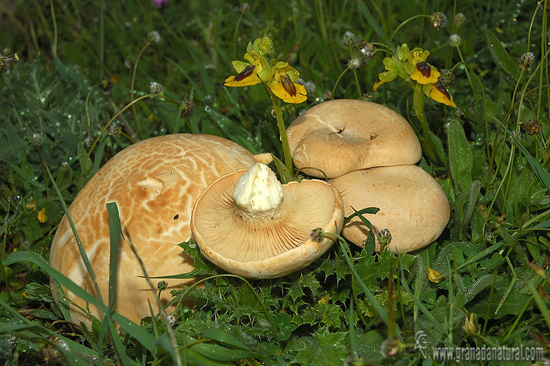 Pleurotus eringii var. ferulae.