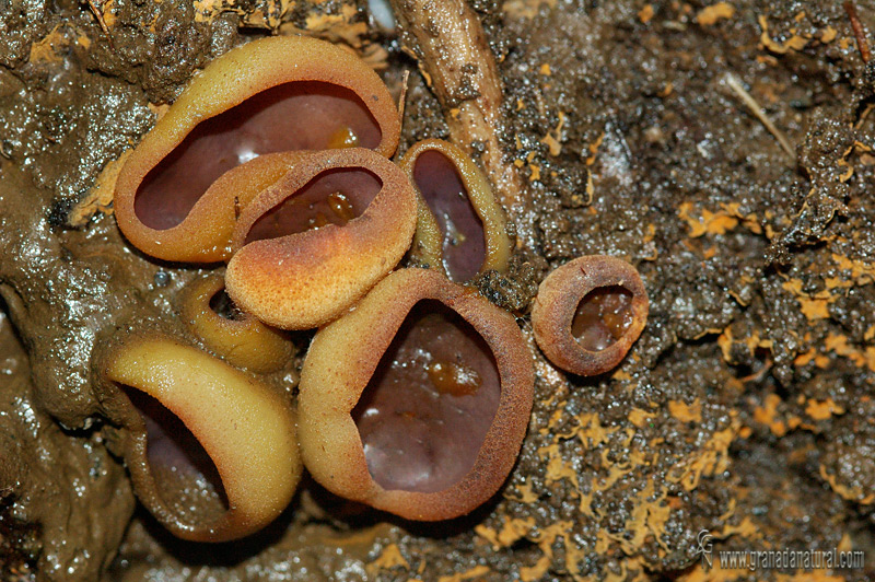 Peziza michelii. Hongos de Granada