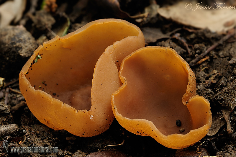 Peziza varia (Hadwig) Fries. Ascomycetes de Granada