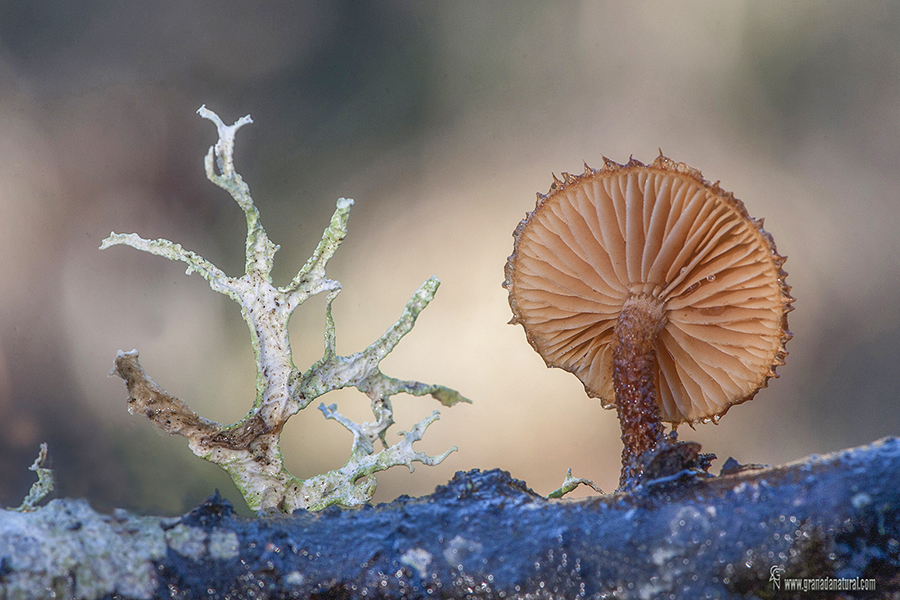 Phaeomarasmius erinaceus . Hongos de Granada