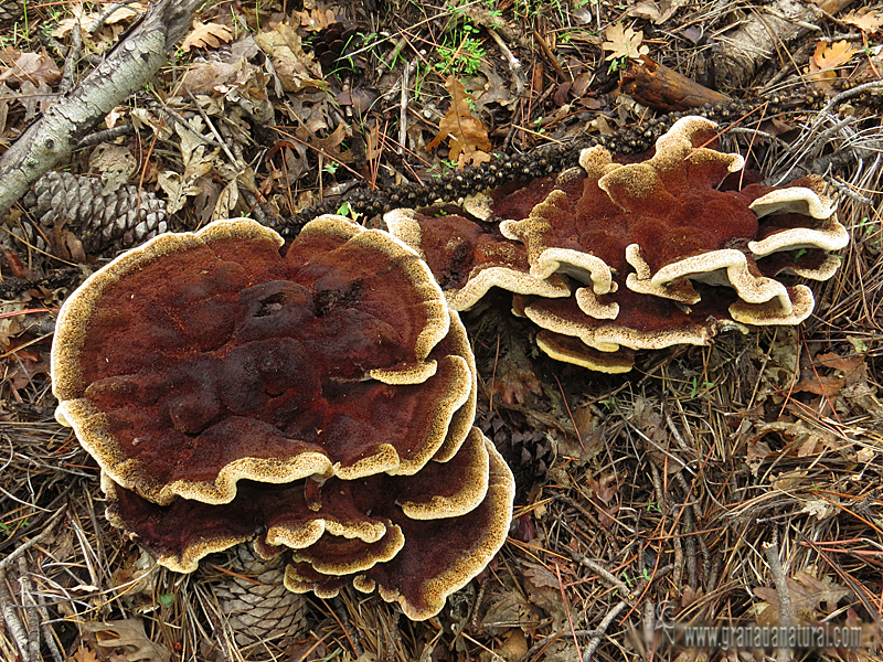 Phaeolus schweinitzii Fr.) Pat.. Aphyllophorales de Granada