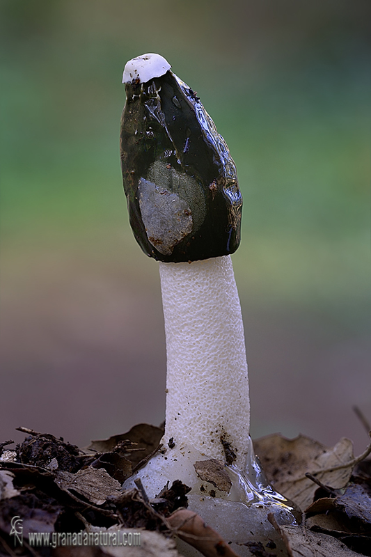 Phallus impudicus (L.) Pers. 2 . Hongos de Granada