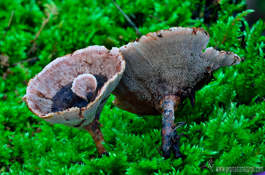 Phellodon melaleucus. Hongos de Granada