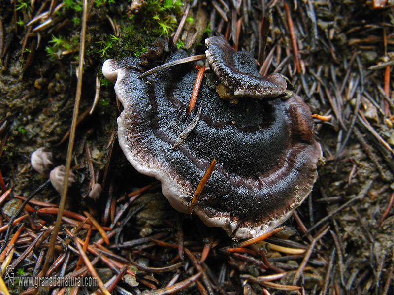 Phellodon niger.   Hongos de Granada