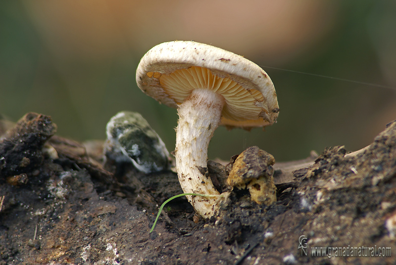 Pholiota gummosa (Lasch.: Fr.) Sing. Hongos de Granada