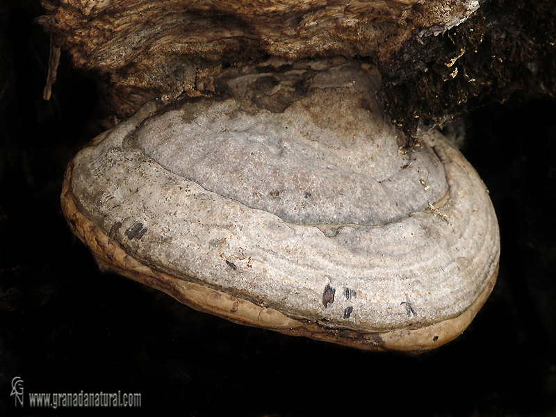 Pictoporus betulinus sombrero. Aphyllophorales de Granada