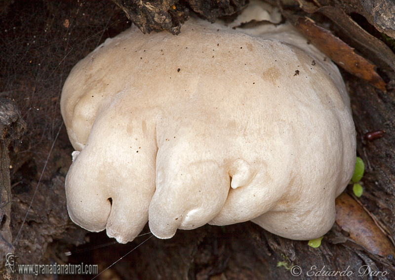 Pleurotus dryinus .(Pers.) P. Kumm. 1871.Hongos de Granada