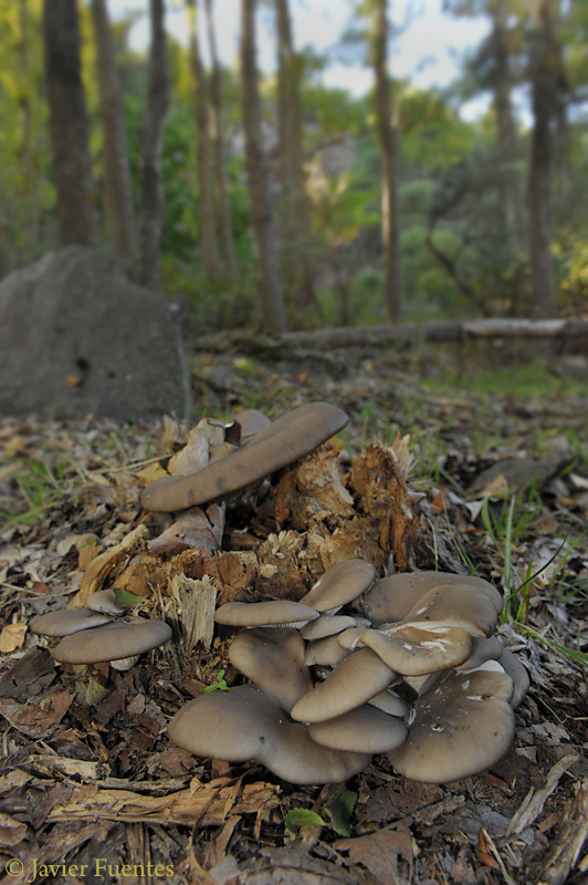 Pleurotus ostreatus hábitat. Setas de Granada