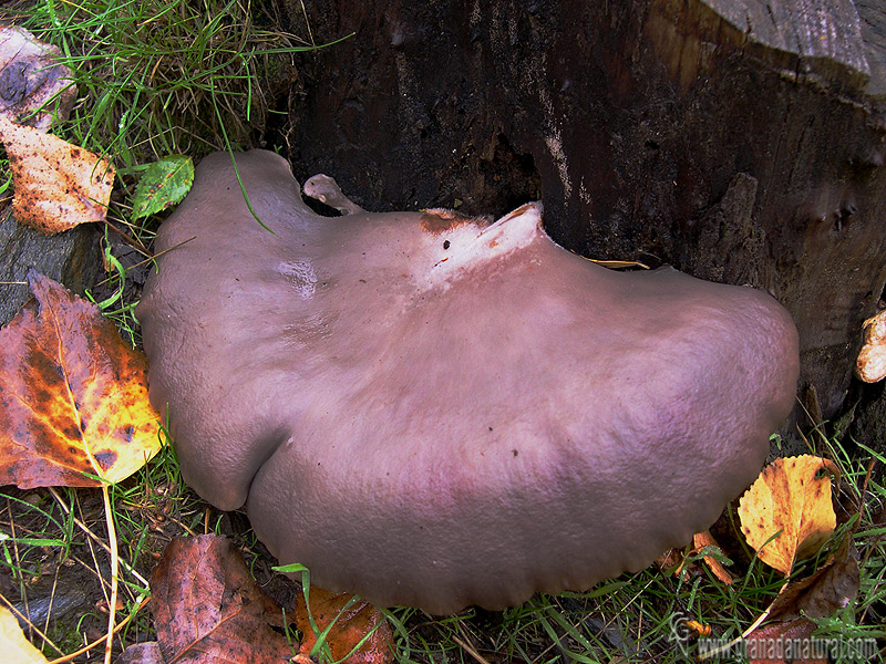 Pleurotus ostreatus. Setas de Granada