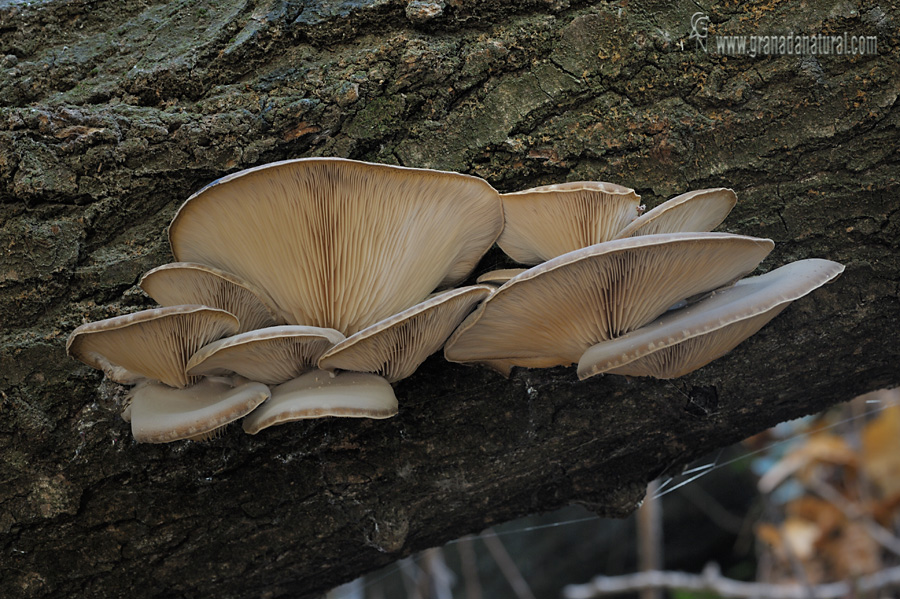 Pleurotus ostreatus  grupo