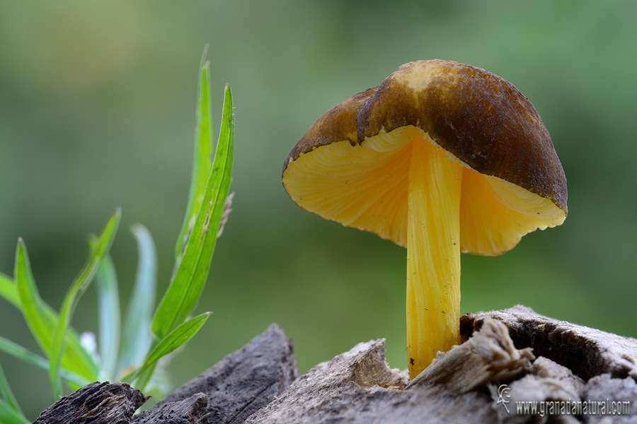 Pluteus romellii (Britzelm.) Lapl. 1894.Hongos de Granada