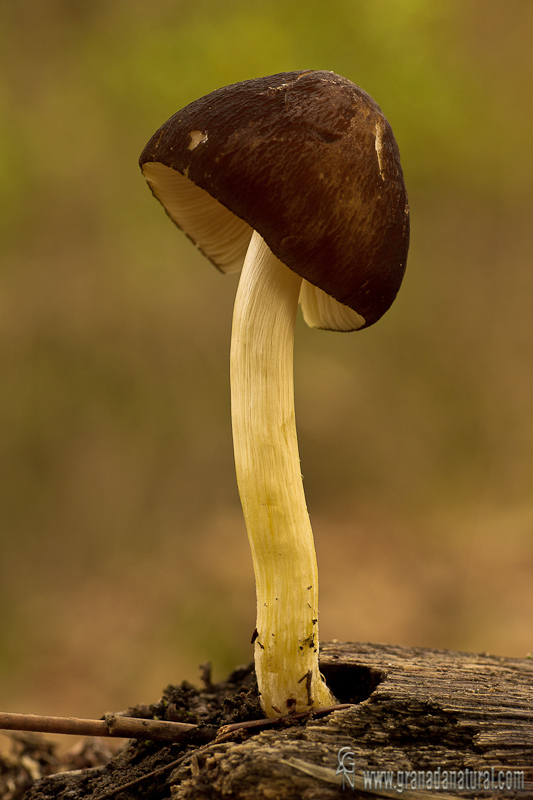 Pluteus romellii.Hongos de Granada