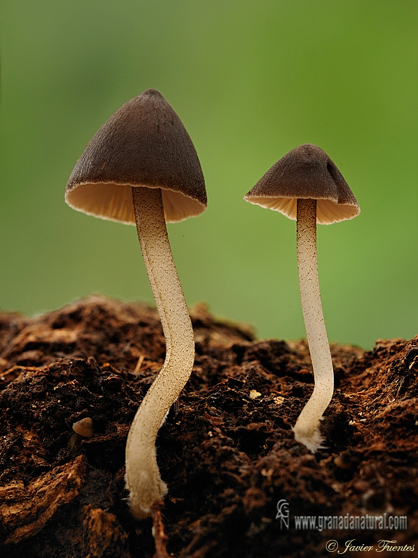 Pluteus podospileus var. minutissimus.Hongos de Granada