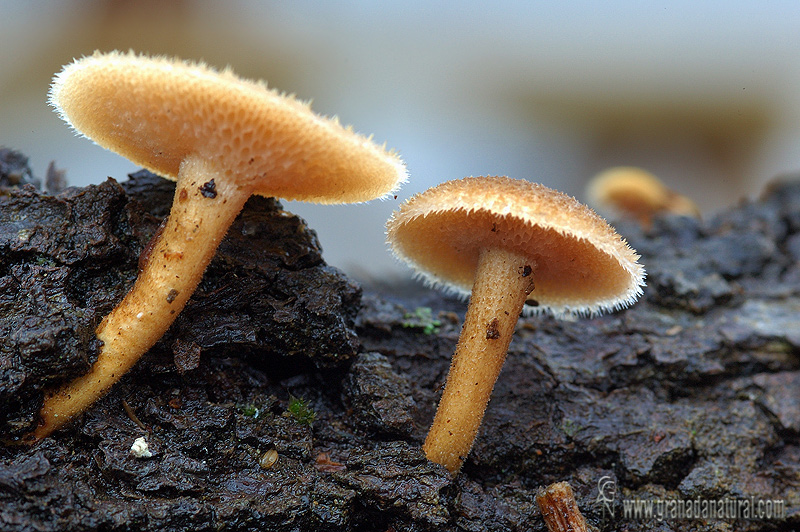 Polyporus arcularius