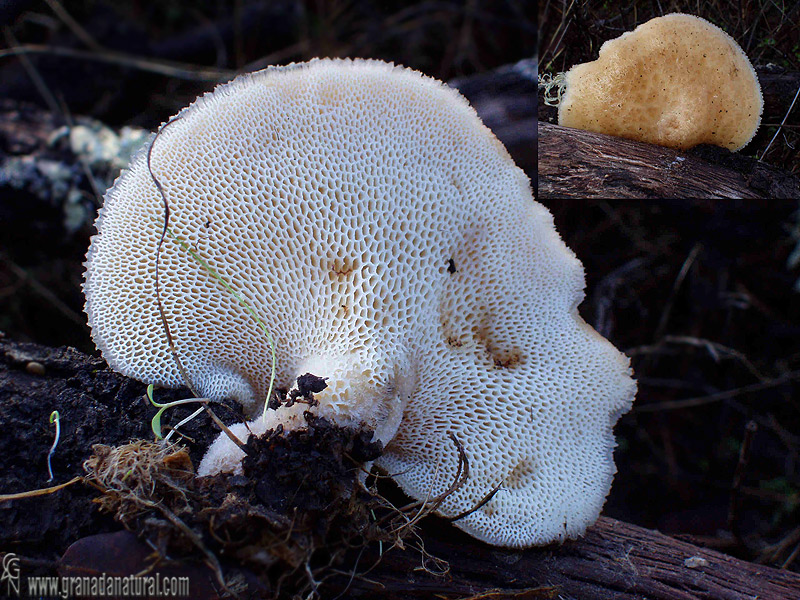 Poyporus tuberaster. Hongos de Granada