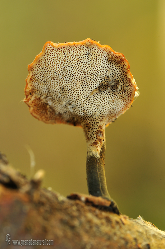 Polyporus varius ssp nummularius. Hongos de Granada