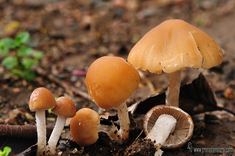 Psathirella candoneana fases. Hongos de Granada