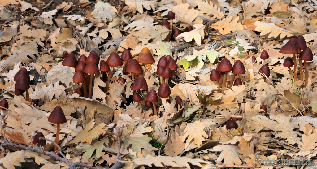 Psathyrellla conopilus  (Fr.) A. Pearson & Dennis 1948. Hongos de Granada